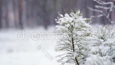 雪中松枝.. 森林公园里下雪。 冰雪覆盖的模糊公园里的冬季景观。 高清视频